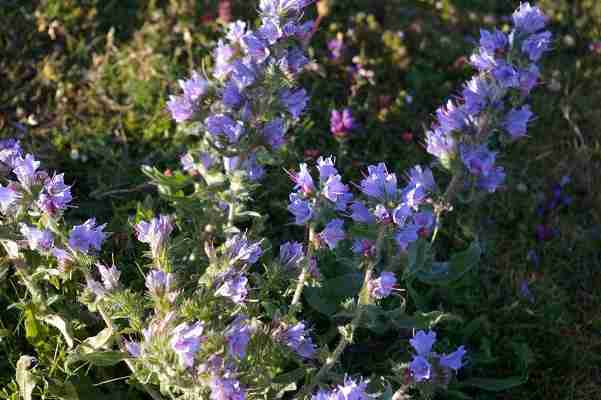 Clary Sage