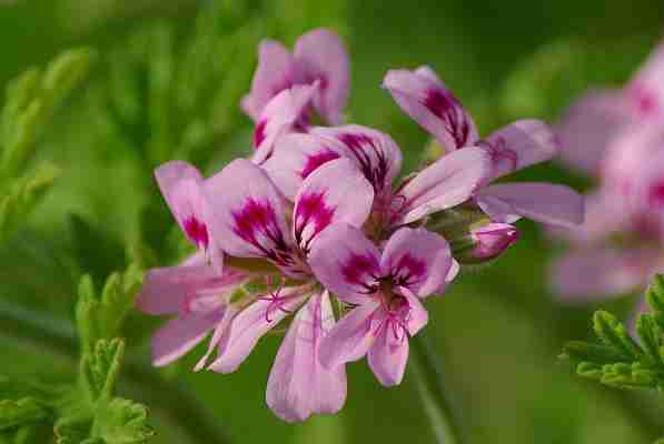 Geranium Rose