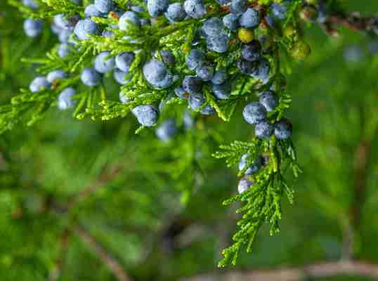 Juniper Berries