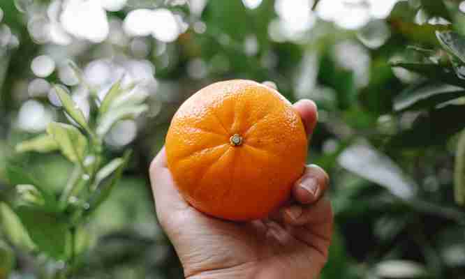 Mandarin Orange