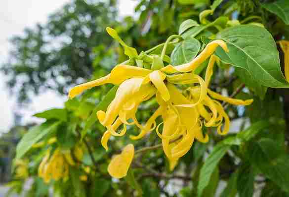 Ylang Ylang